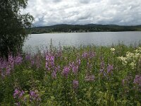 S, Gavleborgs lan, Ljusdal, Ramsjo 5, Saxifraga-Jan van der Straaten