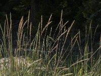 S, Vasternorrlands lan, Ornskoldsvik, Skuleskogen 4, Saxifraga-Jan van der Straaten