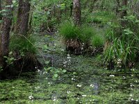 NL, Drenthe, Aa en Hunze, Deurzerdiep 64, Saxifraga-Hans Boll
