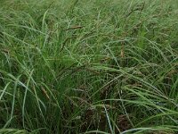 NL, Drenthe, Aa en Hunze, Drentsche Aa 84, Saxifraga-Hans Boll