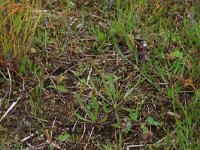 NL, Drenthe, Aa en Hunze, Eexterveld 139, Saxifraga-Hans Boll