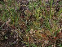 NL, Drenthe, Aa en Hunze, Eexterveld 33, Saxifraga-Hans Boll