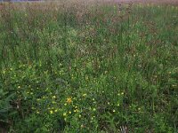 NL, Drenthe, Aa en Hunze, Eexterveld 84, Saxifraga-Hans Boll