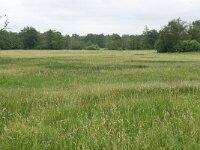 NL, Drenthe, Aa en Hunze, Gasterse Duinen 5, Saxifraga-Tom Heijnen