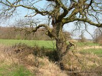 NL, Drenthe, Aa en Hunze, Geelbroek 4, Saxifraga-Hans Dekker