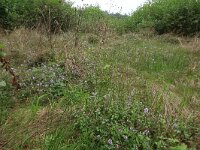 NL, Drenthe, Aa en Hunze, Loonerdiep 1, Saxifraga-Hans Boll