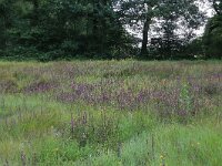 NL, Drenthe, Aa en Hunze, Oudemolen 75, Saxifraga-Hans Boll