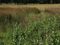 NL, Drenthe, Aa en Hunze, Oudemolen 92, Saxifraga-Hans Boll