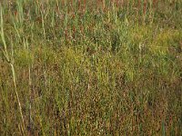 NL, Drenthe, Aa en Hunze, Westerlanden 17, Saxifraga-Hans Boll