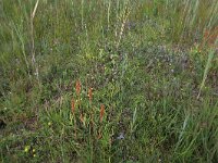 NL, Drenthe, Aa en Hunze, Westerlanden 29, Saxifraga-Hans Boll