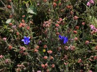 NL, Drenthe, Aa en Hunze, Westerlanden 47, Saxifraga-Hans Boll