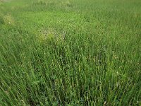 NL, Drenthe, Assen, Deurzerdiep 84, Saxifraga-Hans Boll