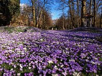 NL, Drenthe, Assen, Overcingel 13, Saxifraga-Hans Dekker