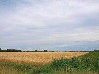 NL, Drenthe, Borger-Odoorn, Buinen 3, Saxifraga-Hans Dekker