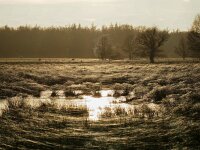 NL, Drenthe, Coevorden, Mepperhooilanden 11, Saxifraga-Hans Dekker