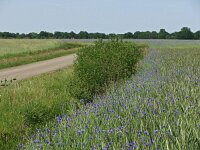 NL, Drenthe, De Wolden, Anseres 1, Saxifraga-Hans Dekker