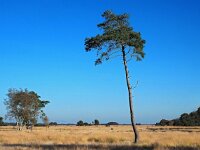 NL, Drenthe, De Wolden, Anserveld 2, Saxifraga-Hans Dekker