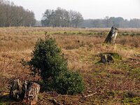 NL, Drenthe, De Wolden, Steenberger Oosterveld 1, Saxifraga-Hans Dekker