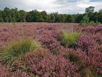 NL, Drenthe, De Wolden, Steenberger Oosterveld 10, Saxifraga-Hans Dekker