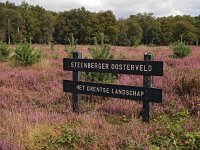 NL, Drenthe, De Wolden, Steenberger Oosterveld 9, Saxifraga-Hans Dekker