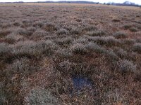 NL, Drenthe, Emmen, Bargerveen 128, Saxifraga-Hans Boll