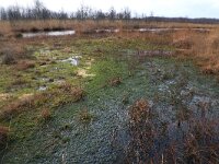 NL, Drenthe, Emmen, Bargerveen 143, Saxifraga-Hans Boll