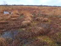 NL, Drenthe, Emmen, Bargerveen 153, Saxifraga-Hans Boll