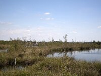 Bargerveen  Bog pool in Bargerveen Nature Reserve, Emmen, Drenthe, Netherlands : Bargerveen nature reserve, Bourtanger Moor-Bargerveen International Nature Park, color colour, Dutch Holland Netherlands, Europe European, horizontal, lake, marsh wetland, moor moorland, nature natural, nature reserve, nobody no people, rural landscape, water