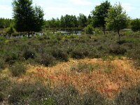 NL, Drenthe, Emmen, Bargerveen 48, Saxifraga-Hans Boll