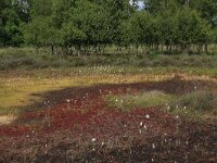 NL, Drenthe, Emmen, Bargerveen 88, Saxifraga-Hans Boll