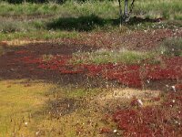 NL, Drenthe, Emmen, Bargerveen 94, Saxifraga-Hans Boll
