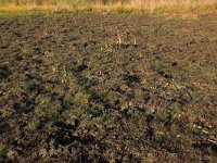 NL, Drenthe, Midden-Drenthe, Brunstingerplassen 17, Saxifraga-Hans Boll