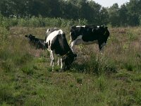 NL, Drenthe, Midden-Drenthe, Heuvingerzand 2, Saxifraga-Hans Boll