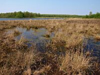 NL, Drenthe, Midden-Drenthe, Hullenzand 2, Saxifraga-Hans Dekker