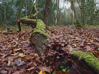 NL, Drenthe, Midden-Drenthe, Mantingerbos 22, Saxifraga-Hans Dekker