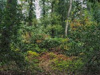 NL, Drenthe, Midden-Drenthe, Mantingerbos 26, Saxifraga-Hans Dekker