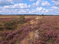 NL, Drenthe, Midden-Drenthe, Mantingerveld 26, Saxifraga-Hans Dekker