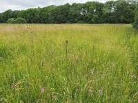 NL, Drenthe, Midden-Drenthe, Oude Diep 6, Saxifraga-Hans Dekker