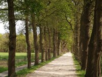 NL, Drenthe, Midden-Drenthe, Siberie 12, Saxifraga-Hans Dekker