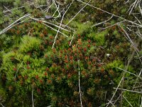 NL, Drenthe, Midden-Drenthe, Zuiderhijken 6, Saxifraga-Hans Boll