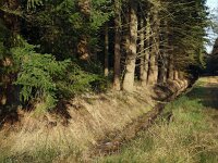 NL, Drenthe, Noordenveld, Boswachterij Norg 1, Saxifraga-Hans Dekker