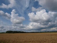 NL, Drenthe, Noordenveld, Huis ter Heide 1, Saxifraga-Hans Dekker