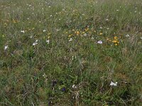 NL, Drenthe, Noordenveld, Maatlanden 4, Saxifraga-Hans Boll