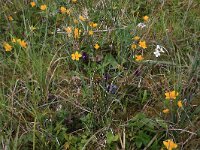 NL, Drenthe, Noordenveld, Maatlanden 5, Saxifraga-Hans Boll