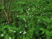 NL, Drenthe, Noordenveld, Nietap 29, Saxifraga-Hans Boll