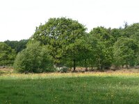 NL, Drenthe, Noordenveld, Nietap 41, Saxifraga-Hans Boll
