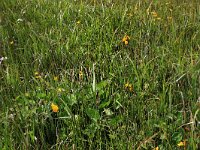 NL, Drenthe, Tynaarlo, De Heest 16, Saxifraga-Hans Boll