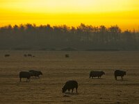 Sheep in rimed winter landscape  Sheep are grazing in rimed winter landscape : Netherlands, animal, color, countryside, creative nature, dawn, deposit, droplets, dusk, dutch, freezing, frozen, granular, grass, grazing, green, holland, ice, landscape, livestock, mammal, meadow, nature, opaque, rime, rimed, rudmer zwerver, rural, sheep, sky, sun, sunrise, sunset, water, winter, yellow