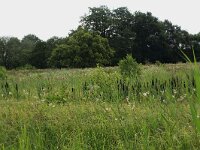 NL, Drenthe, Tynaarlo, Lage Maden 7, Saxifraga-Hans Boll