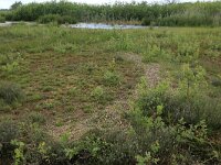 NL, Drenthe, Tynaarlo, Osbroeken 14, Saxifraga-Hans Boll